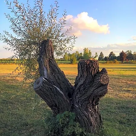 Il Mio Gelso