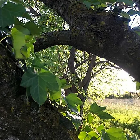 Bed and breakfast Il Mio Gelso Villanova d'Asti