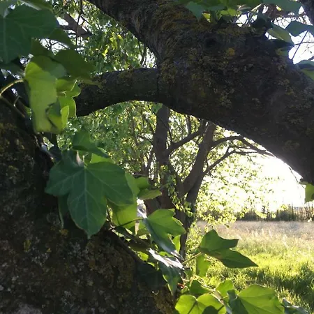 Bed & Breakfast Il Mio Gelso Villanova d'Asti