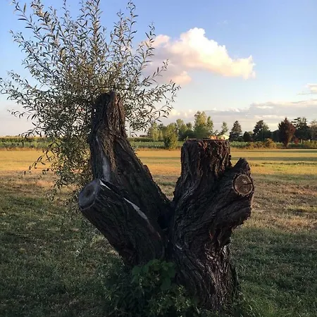 Il Mio Gelso Alojamento de Acomodação e Pequeno-almoço Villanova d'Asti