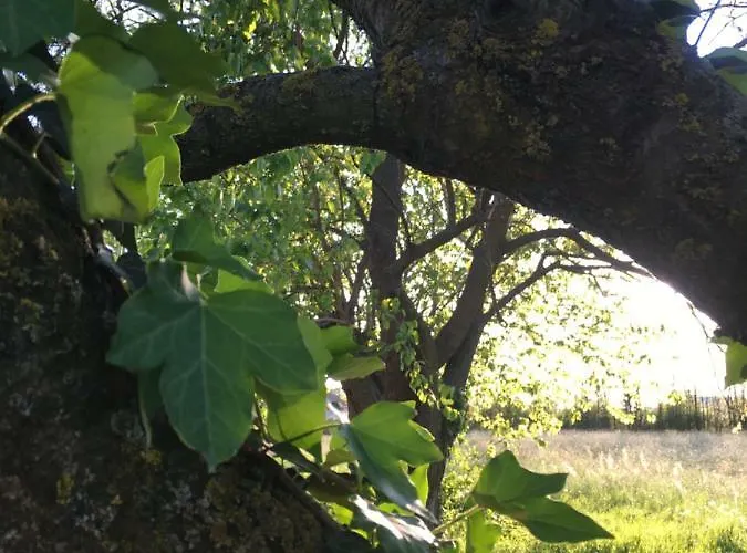 Bed and breakfast Il Mio Gelso Villanova d'Asti