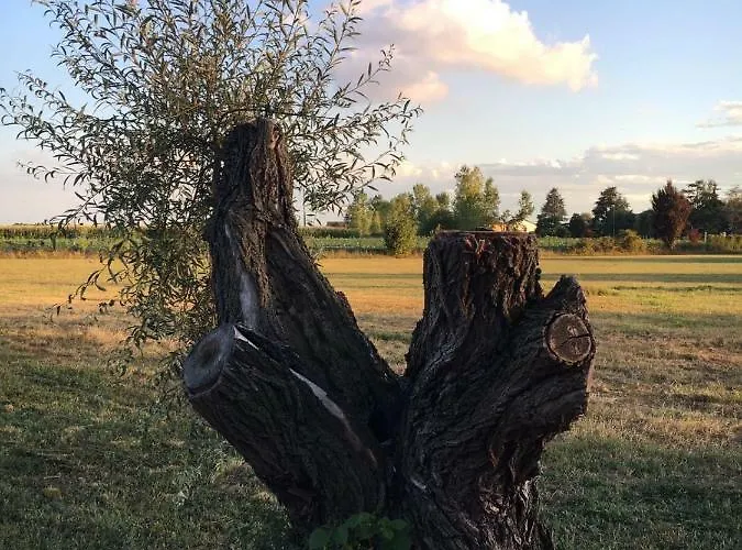 Il Mio Gelso Bed and breakfast Villanova d'Asti